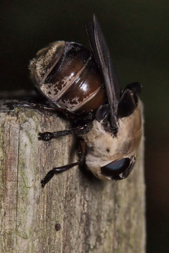Squirrel Bot Fly reference