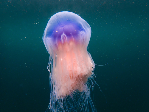 Blue Jellyfish reference