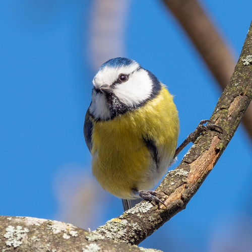 Eurasian Blue Tit reference