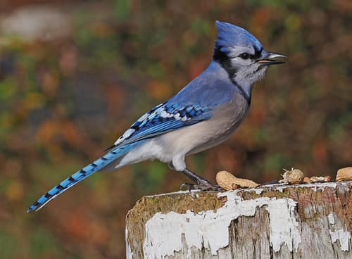 Blue Jay reference