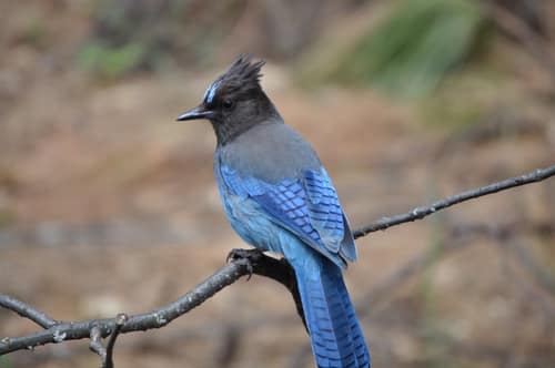 Steller's Jay reference