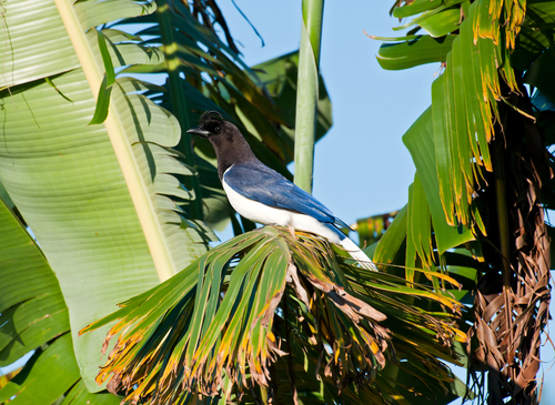 Curl-crested Jay reference