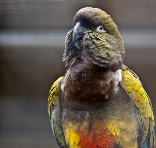 Burrowing Parrot reference