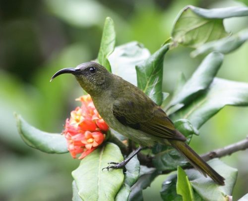 Olive Sunbird reference
