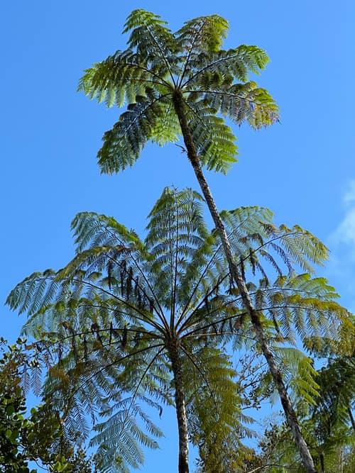 West Indian Tree Fern reference