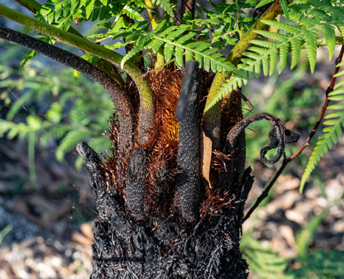 Rough Tree Fern reference