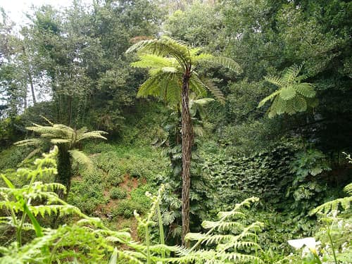 Australian Tree Fern reference