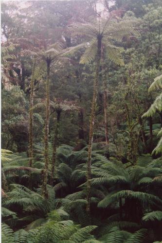 Slender Tree Fern reference