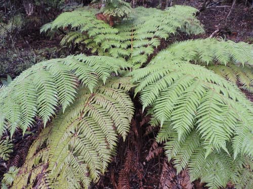 Silver Fern reference