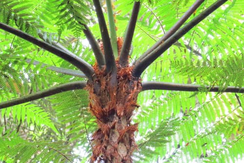 Delgado's Tree Fern reference
