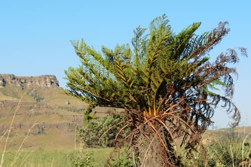 Grassland Tree Fern reference