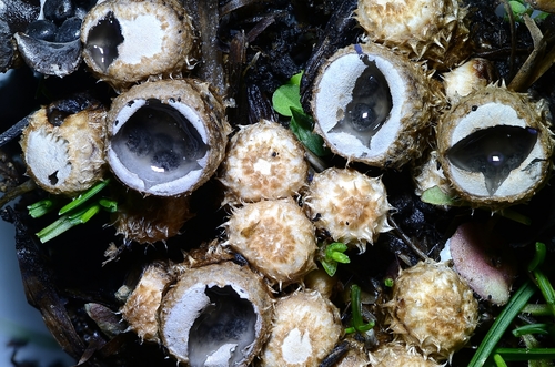 Dung-Loving Bird's Nest reference