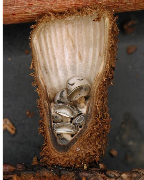 Fluted Bird's Nest reference