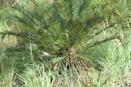 Beddome's Cycad reference