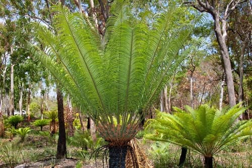 Tree Cycad reference