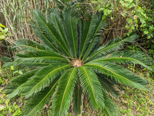 Sago Palm reference