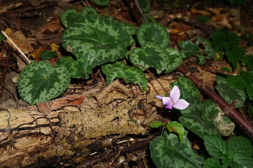 European Cyclamen reference