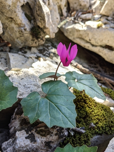 Spring Sowbread reference