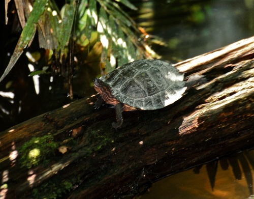 Asian Leaf Turtle reference