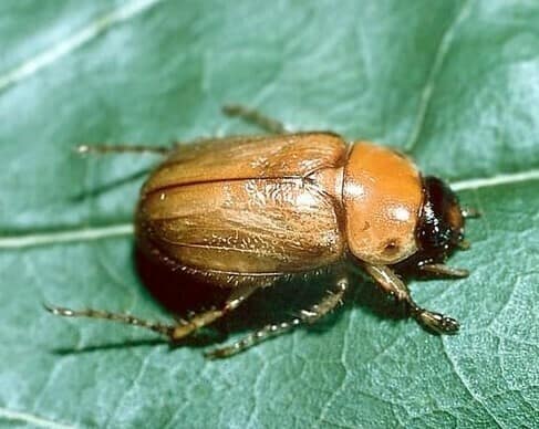 Southern Masked Chafer reference