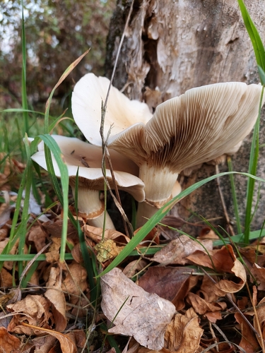 Poplar Mushroom reference