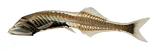 Veiled Bristlemouth reference