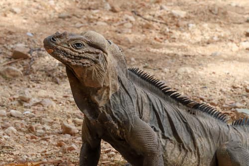 Rhinoceros Iguana reference