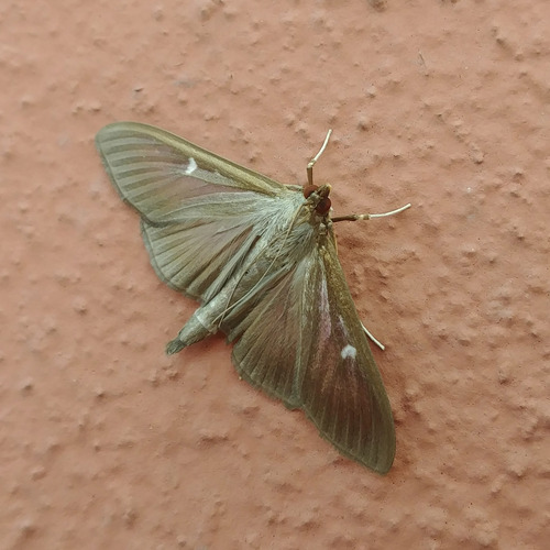 Box Tree Moth reference