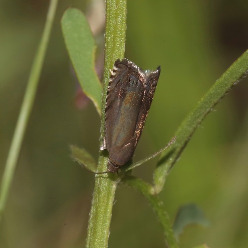 Pea Moth reference