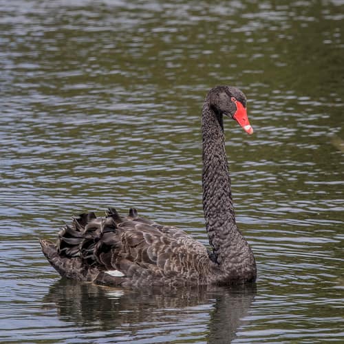 Black Swan reference