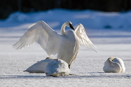Trumpeter Swan reference