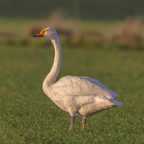 Whooper Swan reference