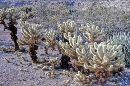 Teddy Bear Cholla reference