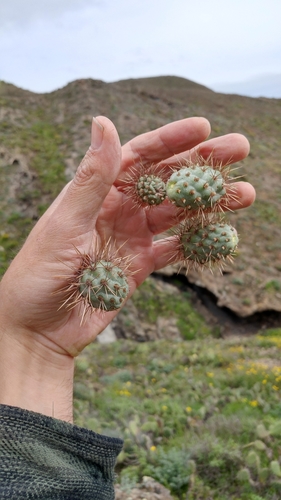 Coastal Cholla reference
