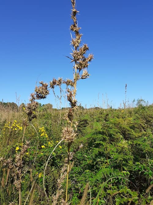 Citronella Grass reference