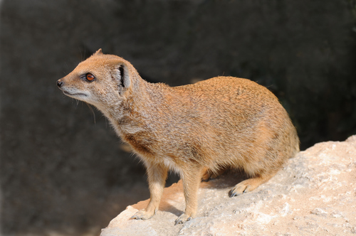 Yellow Mongoose reference