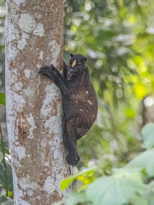 Philippine Flying Lemur reference