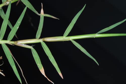 Bermudagrass reference