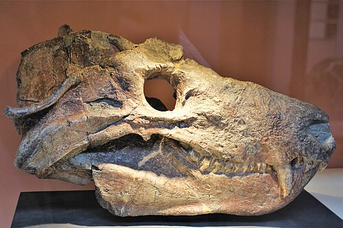 Cynognathus reference