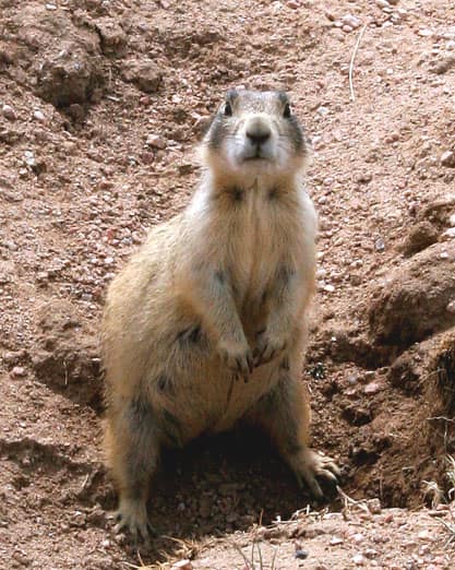 White-tailed Prairie Dog reference