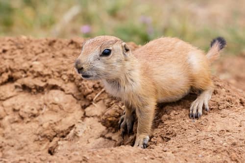Black-tailed Prairie Dog reference