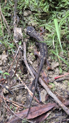 Sword-tailed Newt reference