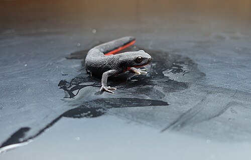 Chinese Fire-bellied Newt reference