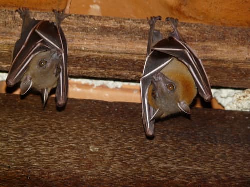 Lesser Short-nosed Fruit Bat reference