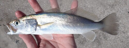 Sand Seatrout reference