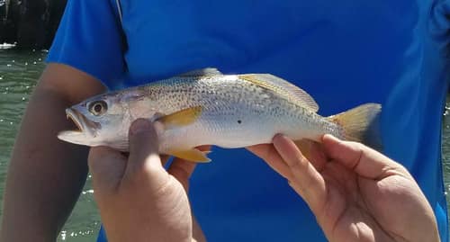Weakfish reference