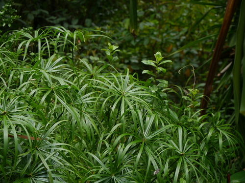 Umbrella Sedge reference