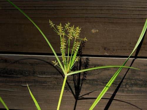 Yellow Nutsedge reference