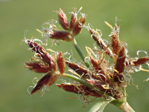 Purple Nutsedge reference