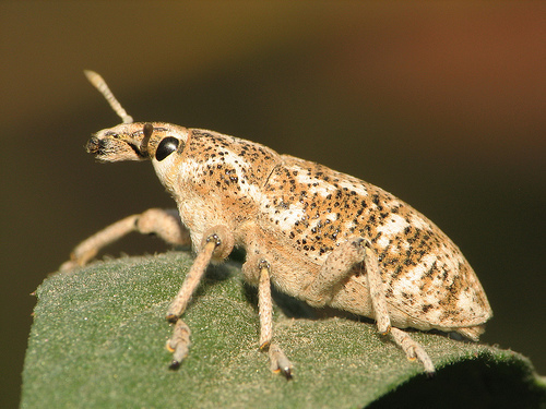 Knapweed Root Weevil reference